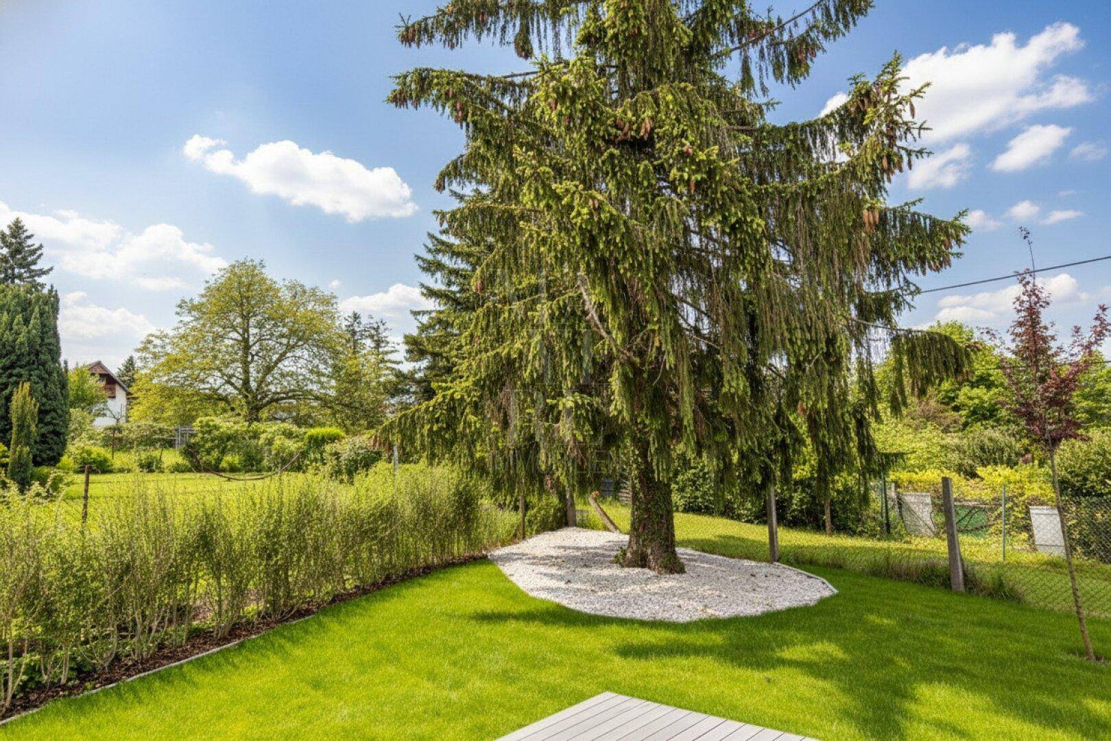 Gepflegter Gartenbereich mit großem Nadelbaum, Rasenfläche und dekorativem Kiesbeet unter blauem Himmel.