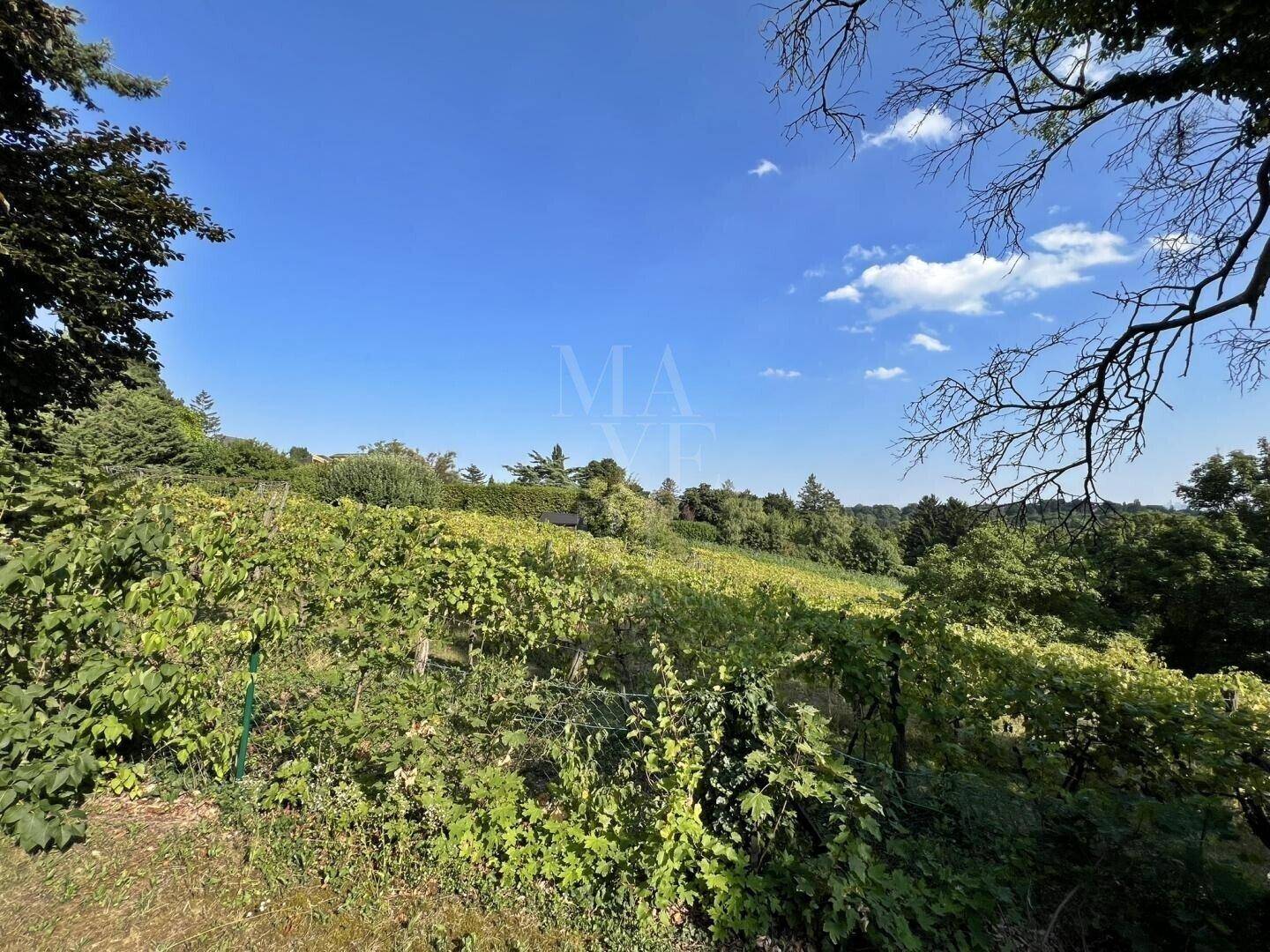Malerischer Blick auf weitläufige Weinberge unter strahlend blauem Himmel.