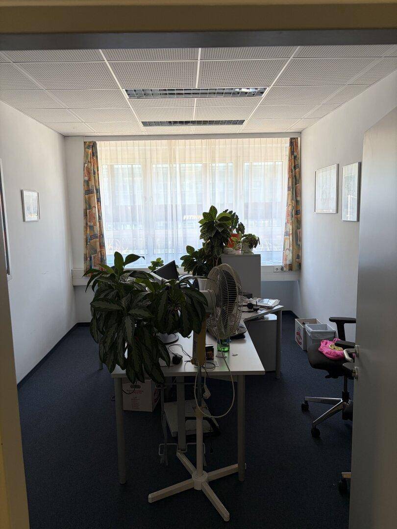 Geräumiges Büro mit mehreren Pflanzen, einem Schreibtisch und einem großen Fenster mit gemusterten Vorhängen.