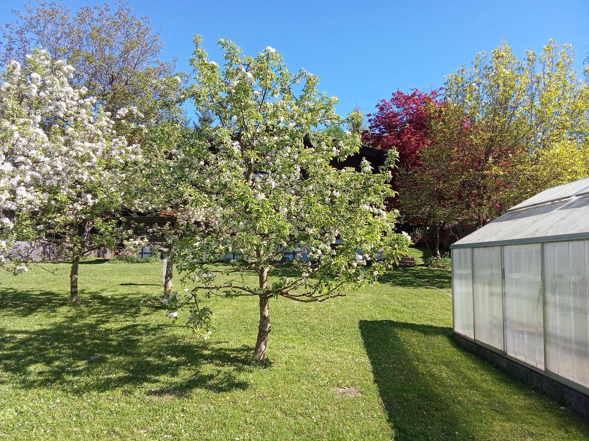 Sonniger Garten mit blühenden Bäumen und einem Gewächshaus, umgeben von Natur.