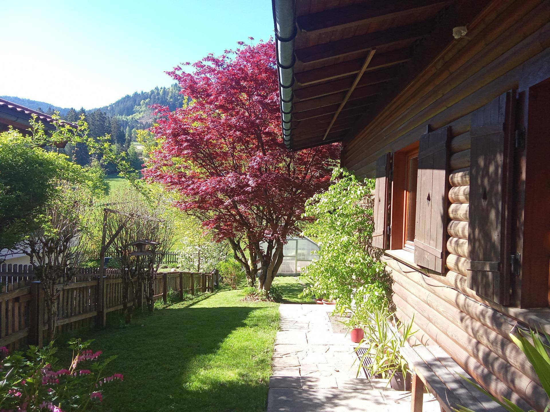 Seitlicher Gartenbereich mit Steinweg, Zaun und einem auffälligen roten Baum.