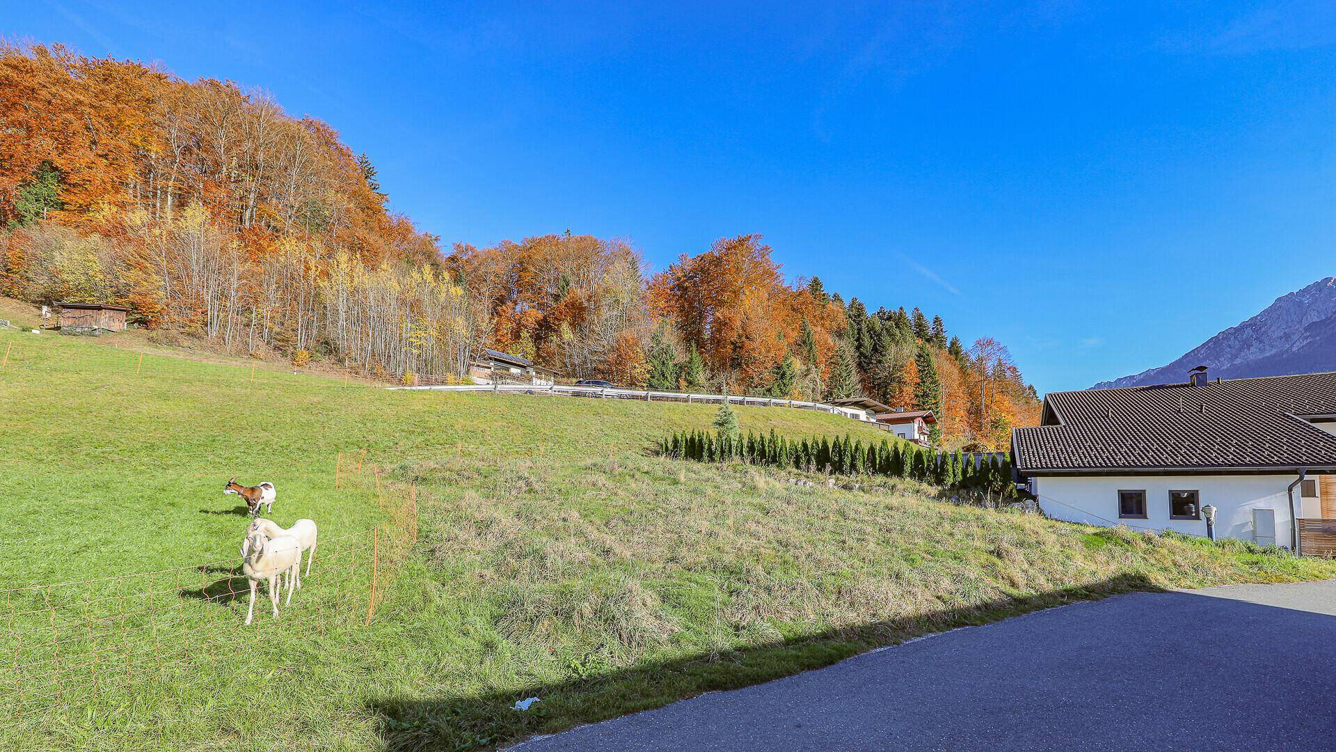 Weitläufige grüne Wiesen und herbstliche Wälder mit Bergblick unter blauem Himmel.