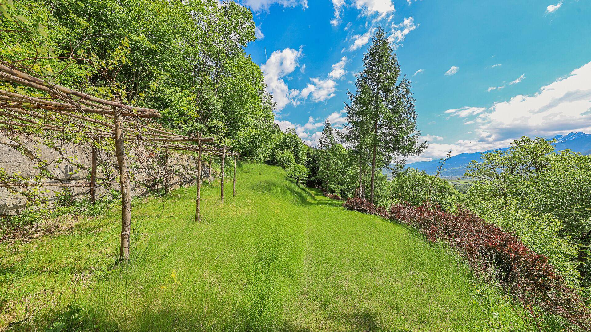Grüner Hangweg mit Rankhilfe, umgeben von Bäumen und mit Blick auf die Berge.