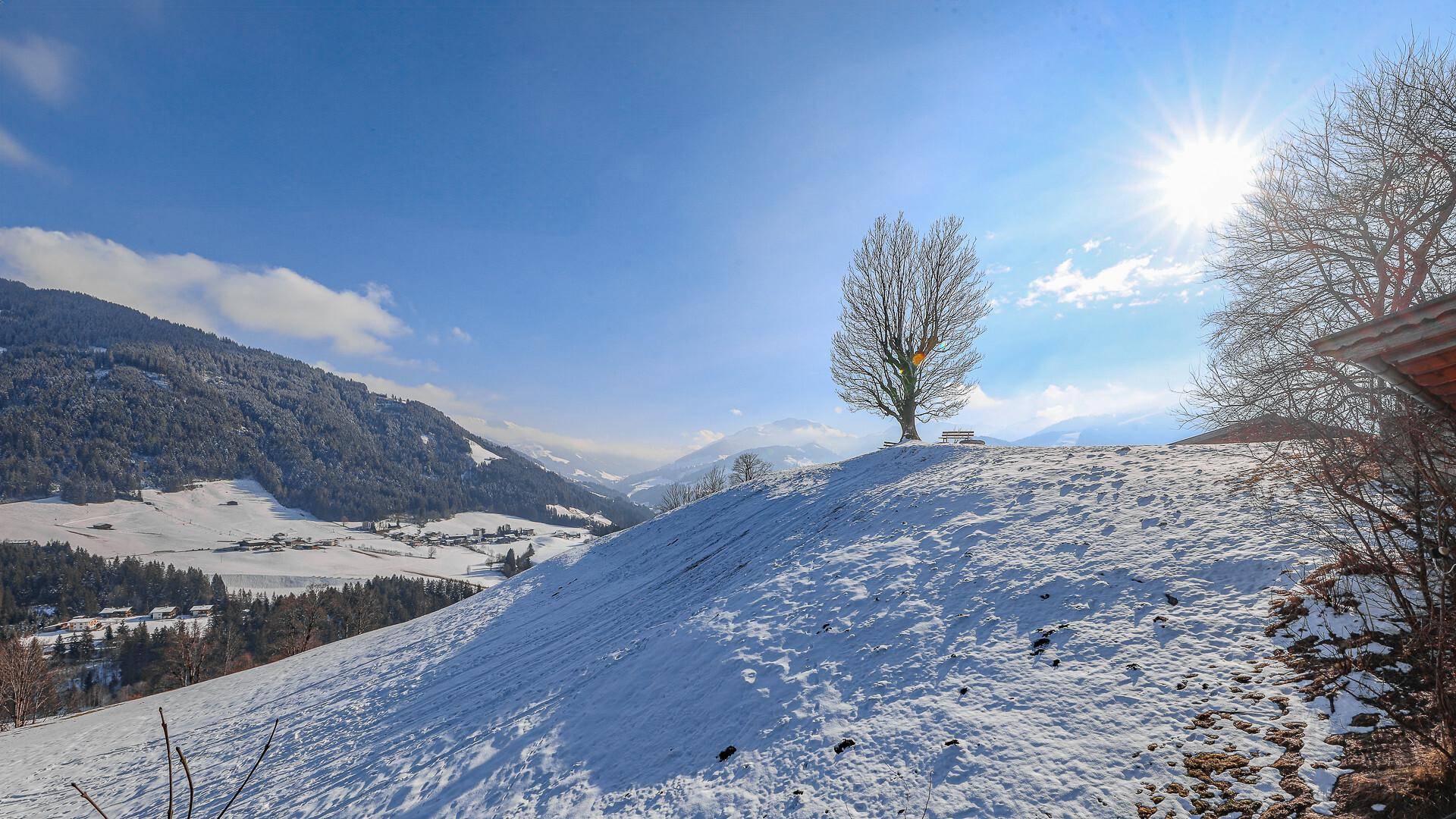 Einzelner Baum auf einem verschneiten Hügel mit weitem Blick auf die Winterlandschaft.