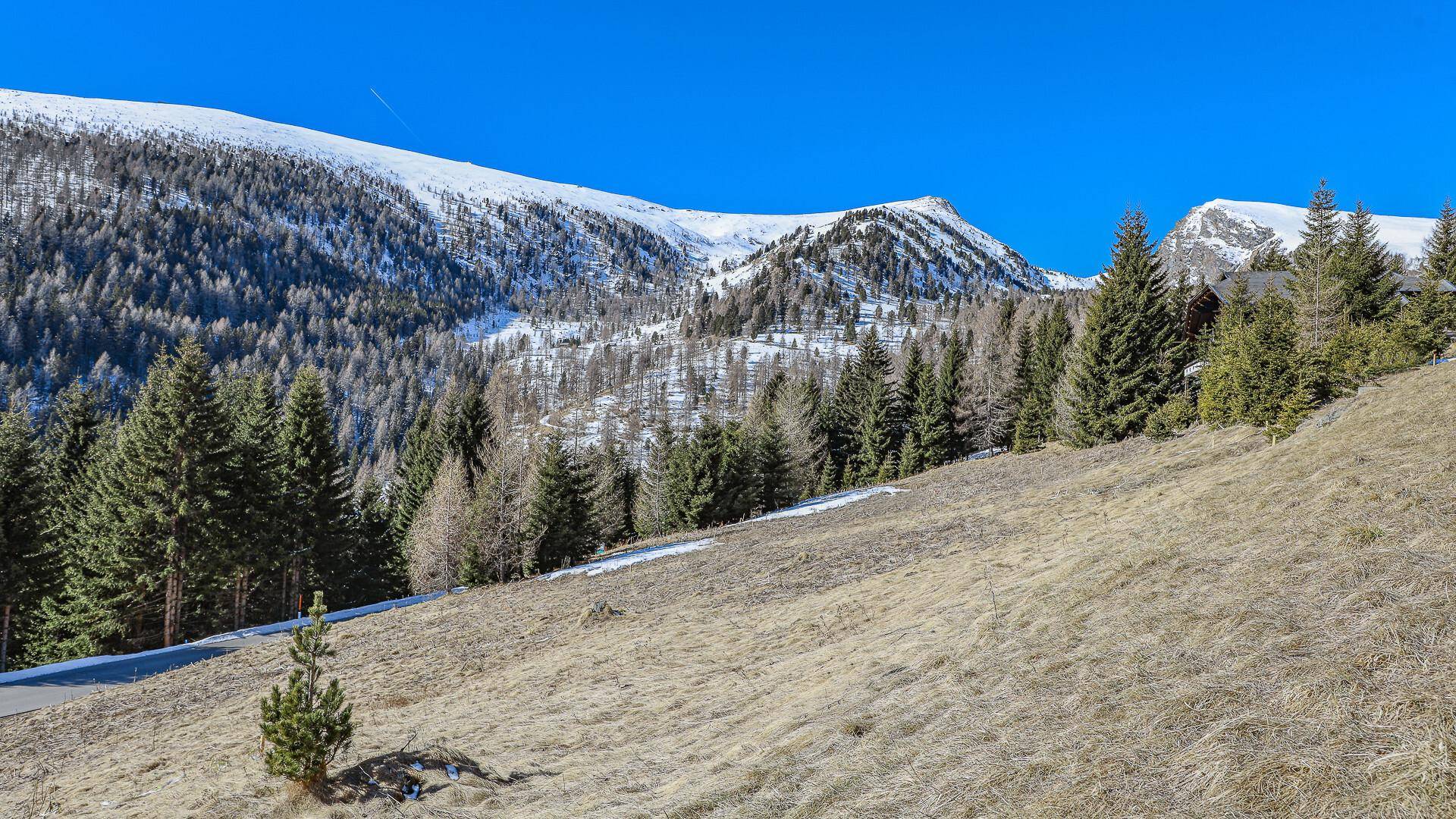 Grüne Wiesen und Nadelbäume vor einer beeindruckenden Kulisse schneebedeckter Berge unter klarem Himmel.