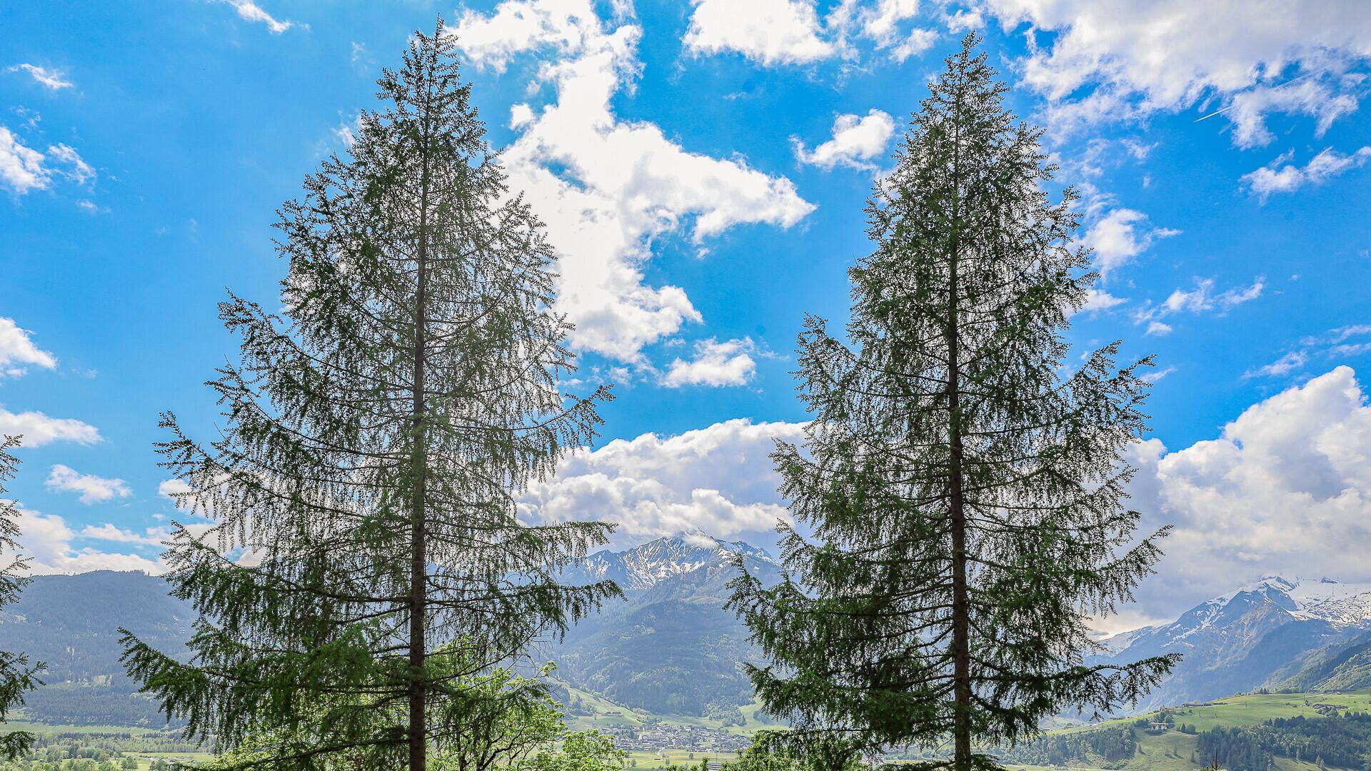 Zwei hohe Nadelbäume rahmen den weiten Blick auf die schneebedeckten Berge ein.