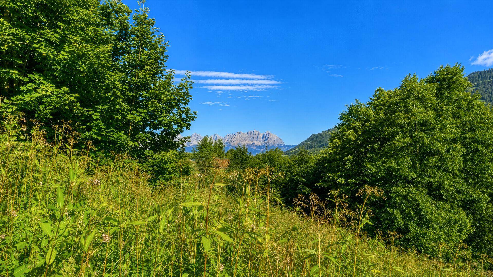 Malerischer Blick durch üppiges Grün auf die imposanten Berggipfel in der Ferne.