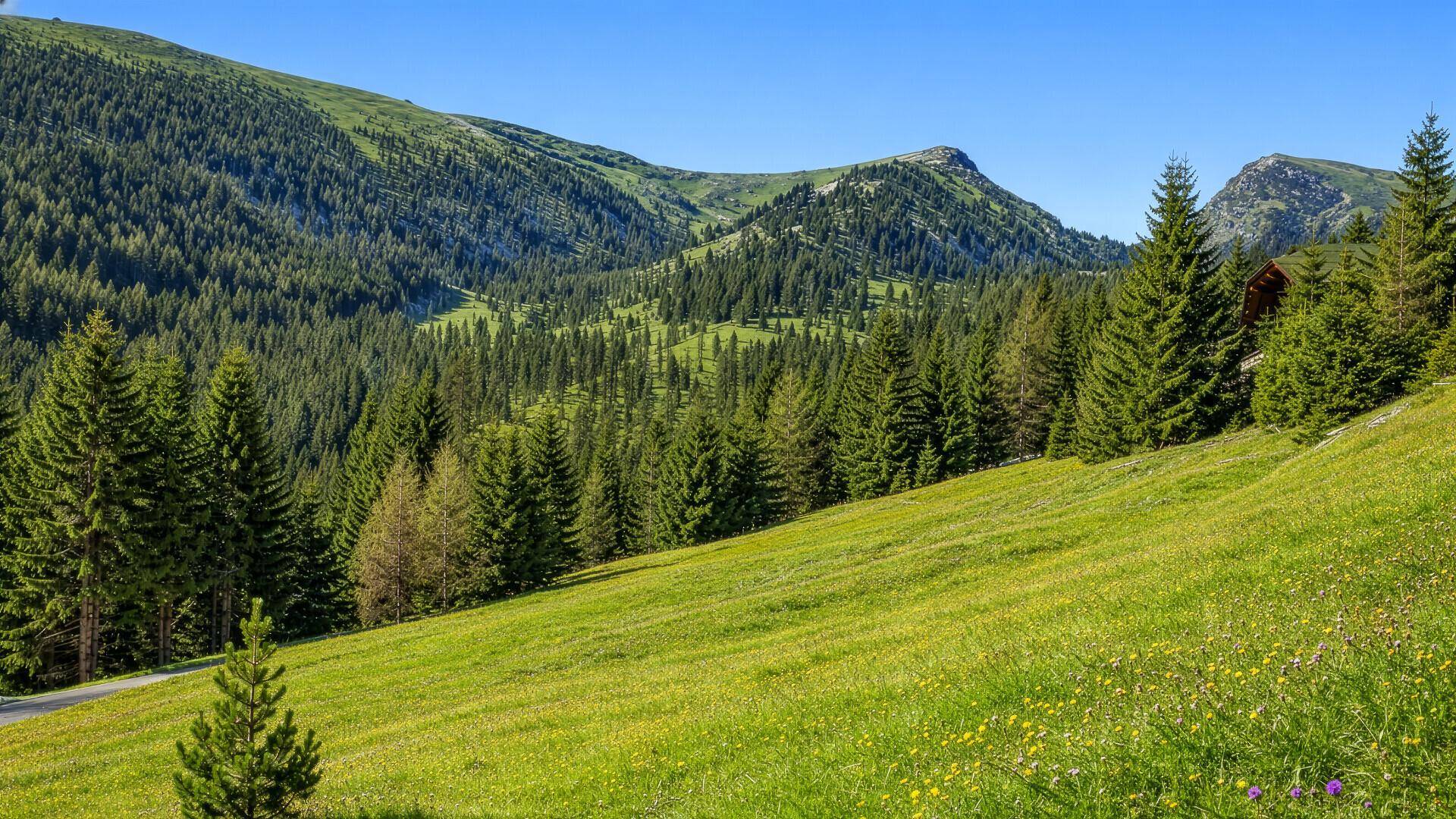 Eine weite, grüne Bergwiese mit vereinzelten Bäumen und dichten Wäldern unter einem klaren blauen Himmel.