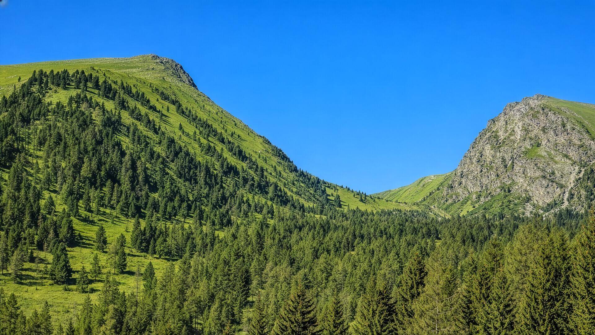 Eine weite, grüne Berglandschaft mit sanften Hügeln und dichten Nadelwäldern unter einem strahlend blauen Himmel.