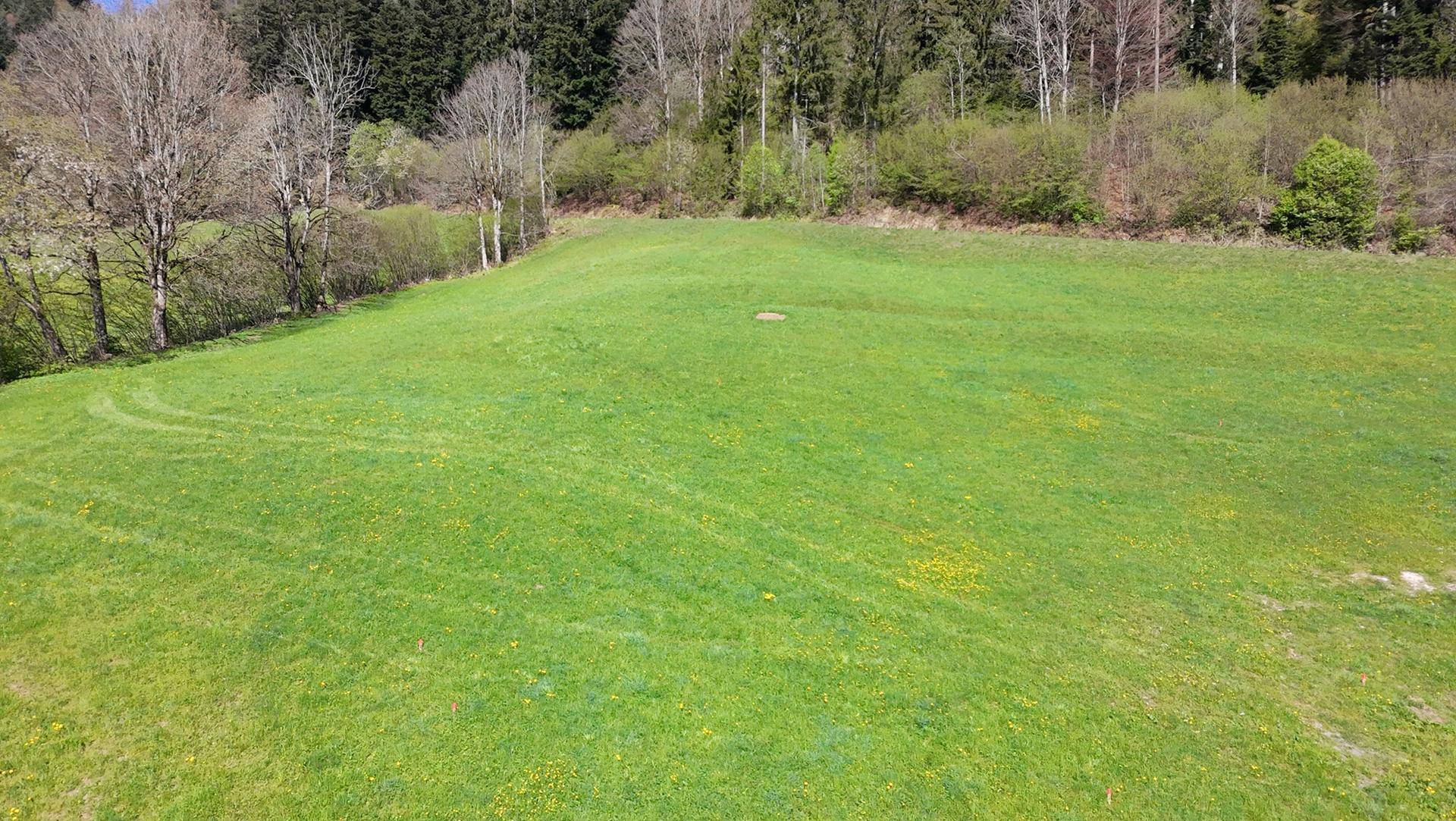 Weitläufige grüne Wiese mit vereinzelten Bäumen am Waldrand unter strahlend blauem Himmel.