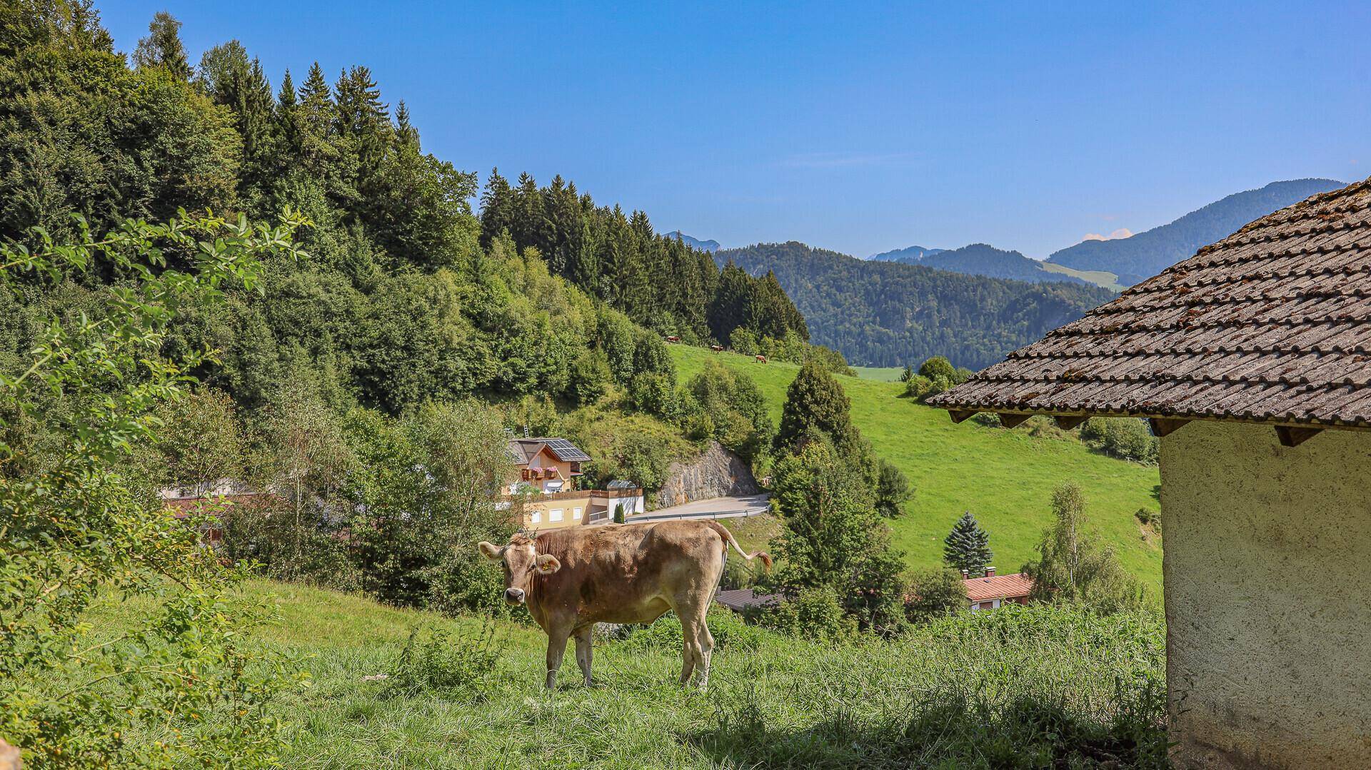 Kuh auf einer grünen Weide mit Blick auf bewaldete Hügel und ein traditionelles Gebäude.