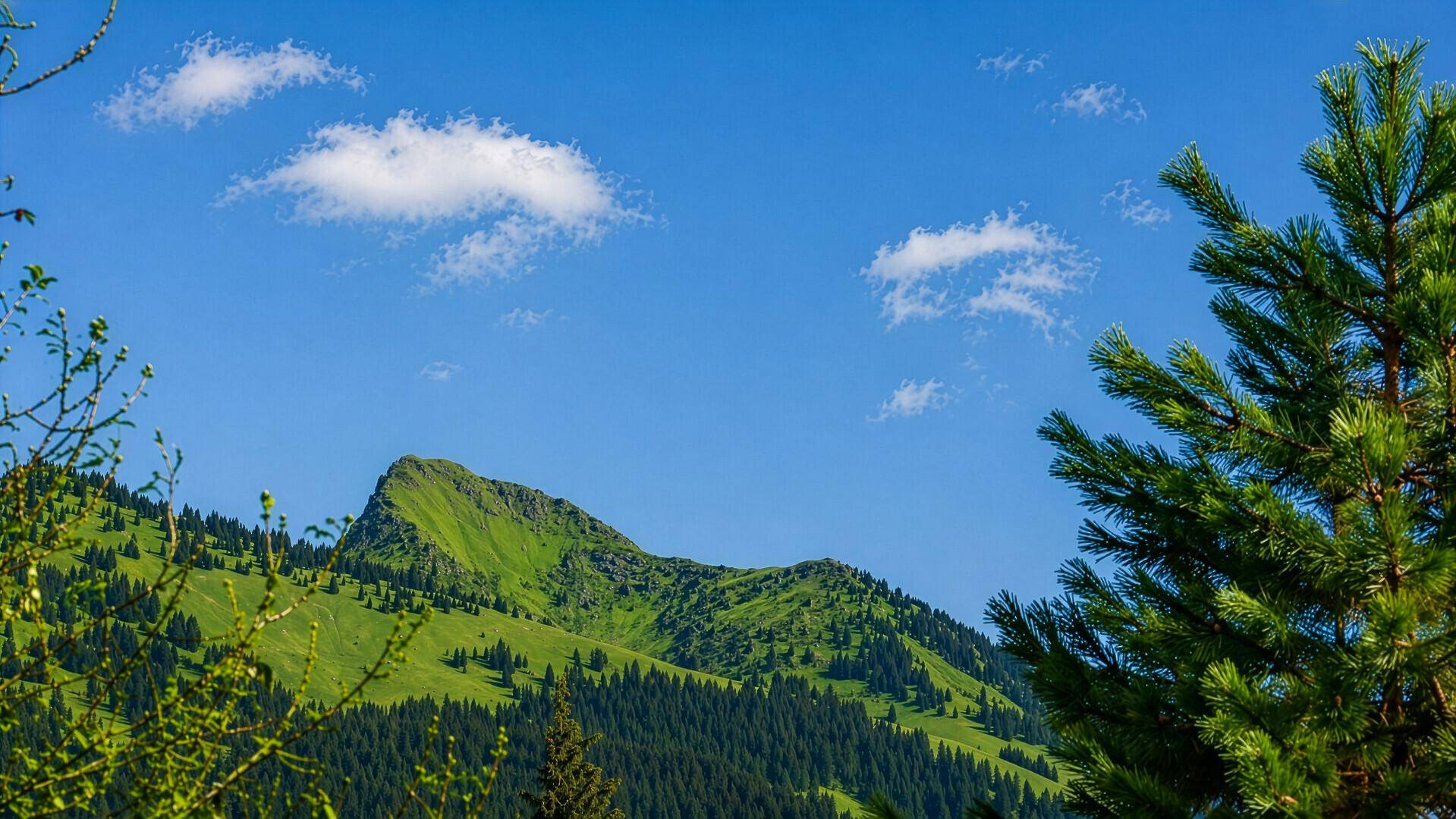Malerischer Blick auf einen grünen Berg mit Wald und blauem Himmel.