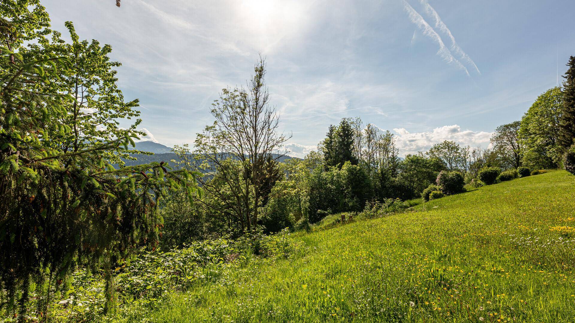Sonnige Wiese mit Bäumen und einem weiten Blick auf die umliegende grüne Naturlandschaft.