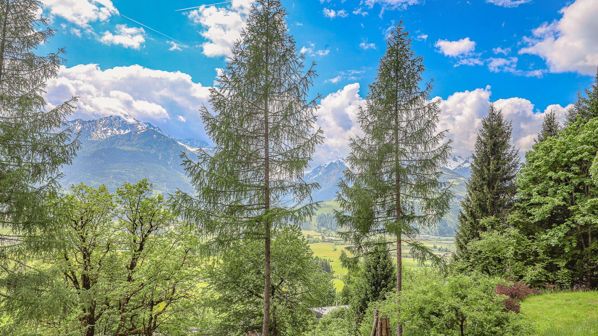 Üppige Baumlandschaft mit weitem Blick auf das Tal und die imposanten Berge.