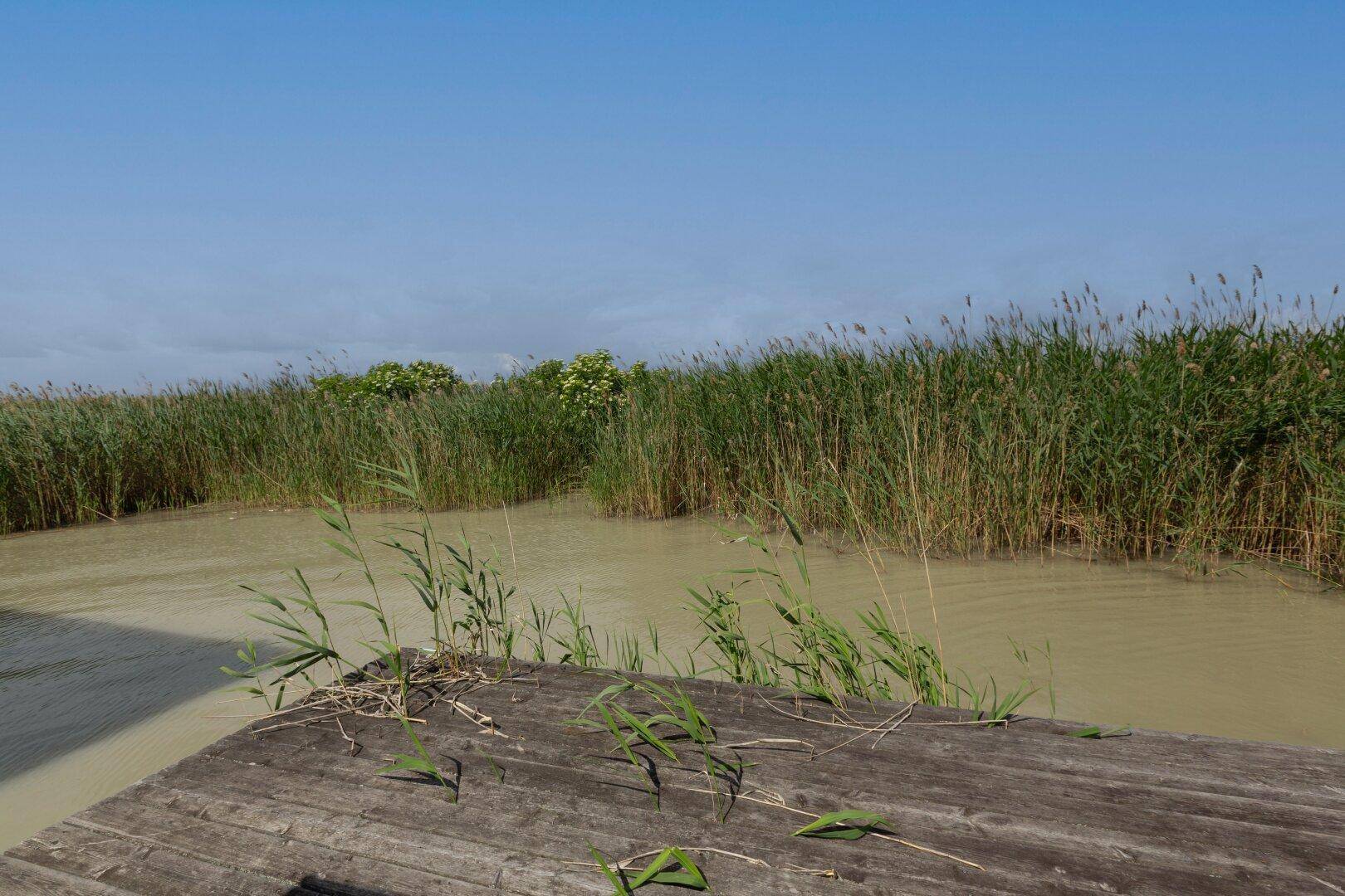 Blick von einem Holzsteg auf einen ruhigen Wasserlauf mit dichtem Schilf unter blauem Himmel.