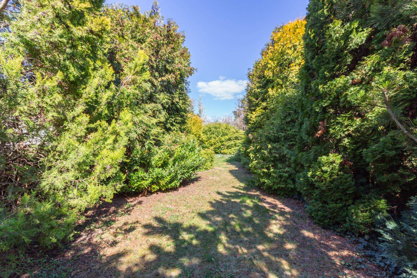 Grüner Gartenweg, gesäumt von hohen Hecken und Bäumen.