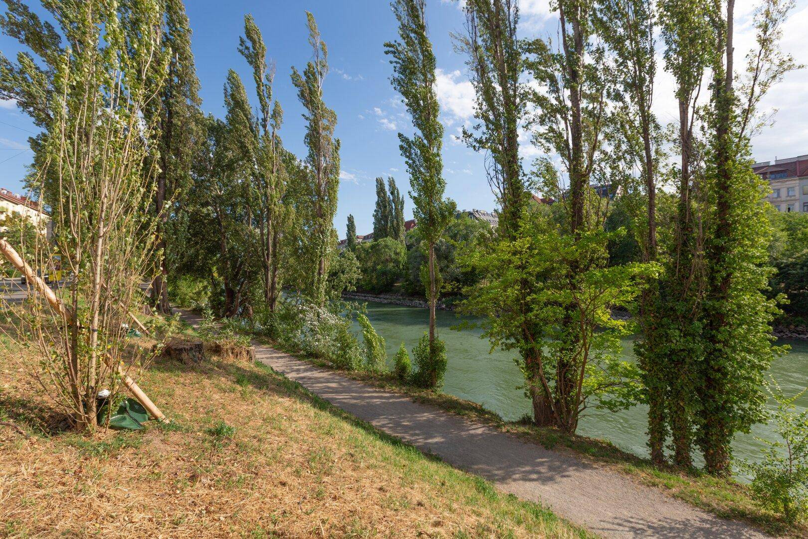 Sonniger Uferweg am Fluss mit hohen Bäumen und Blick auf die gegenüberliegende Bebauung.