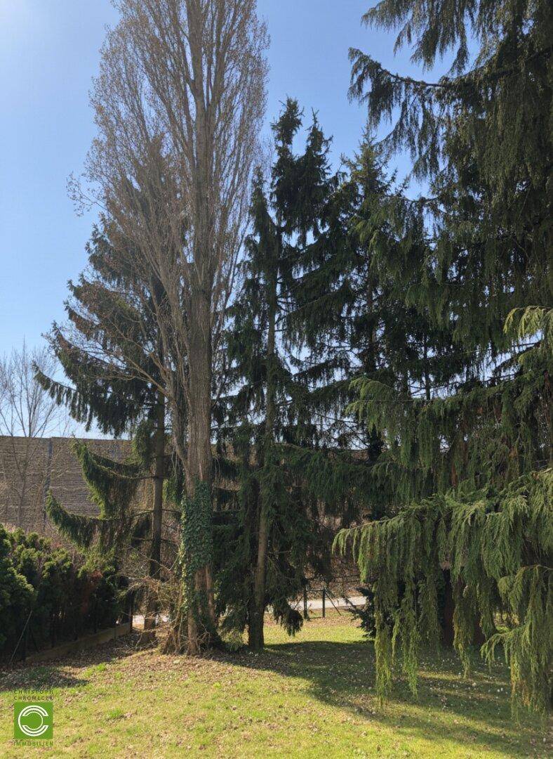Hohe Bäume mit dichtem Nadelwerk und einem kahlen Baumstamm im sonnigen Gartenbereich.
