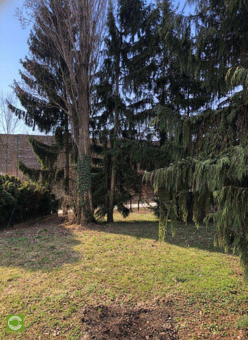 Sonniger Gartenbereich mit einer Gruppe hoher Bäume, die Schatten auf den Rasen werfen.
