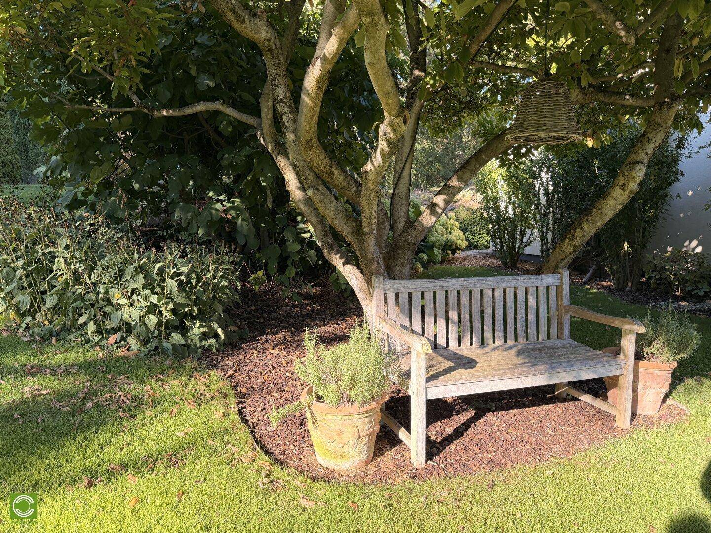 Detailansicht einer rustikalen Holzbank unter einem Baum, umgeben von Topfpflanzen im Garten.
