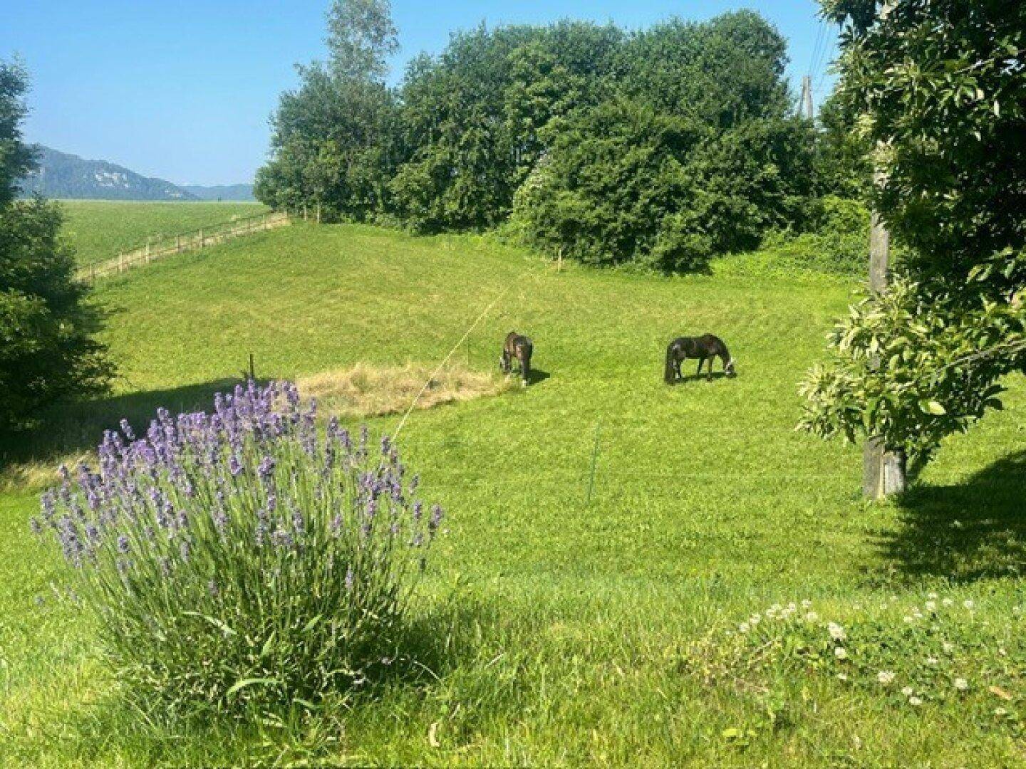 Weitläufige grüne Weide mit Lavendelbusch im Vordergrund und Pferden vor Bergkulisse.