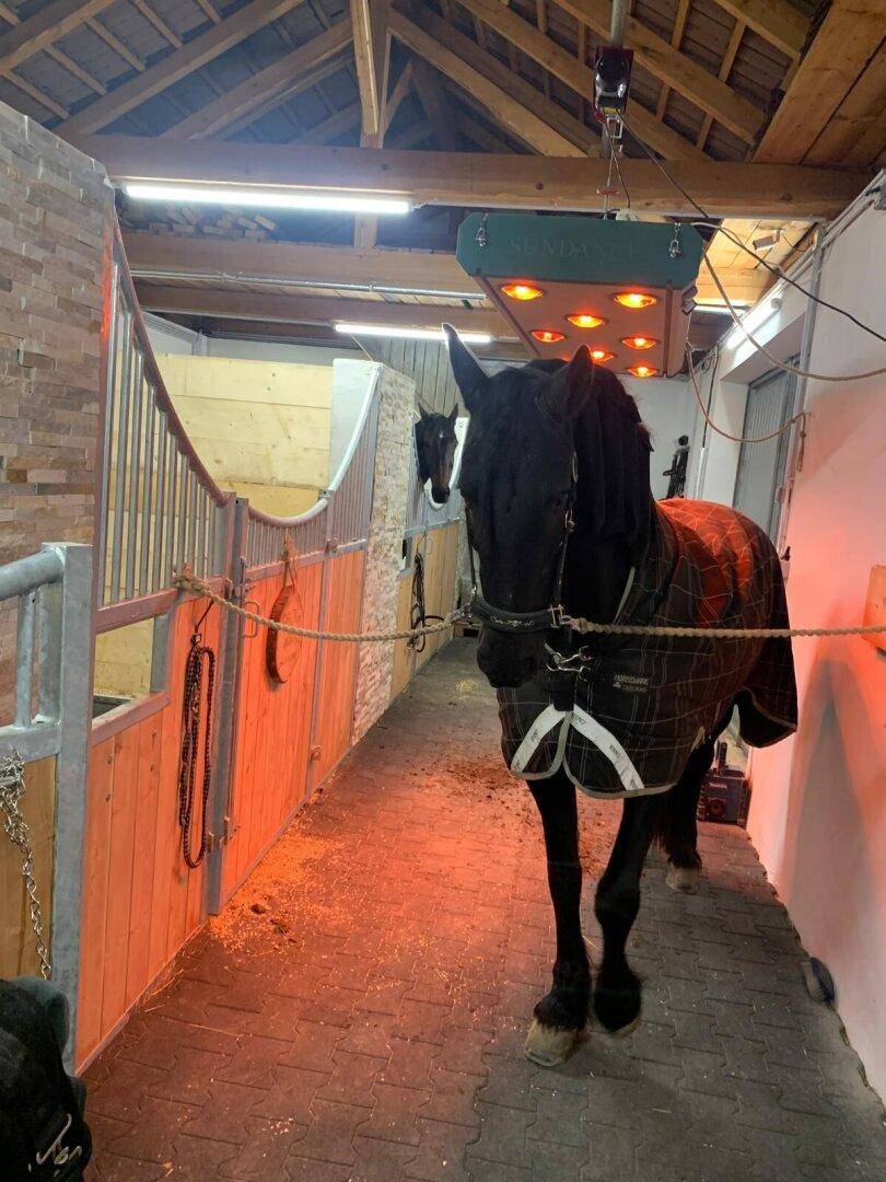 Pferd in einer Stallbox unter einer Infrarot-Wärmelampe, mit Holzwänden und Betonboden.