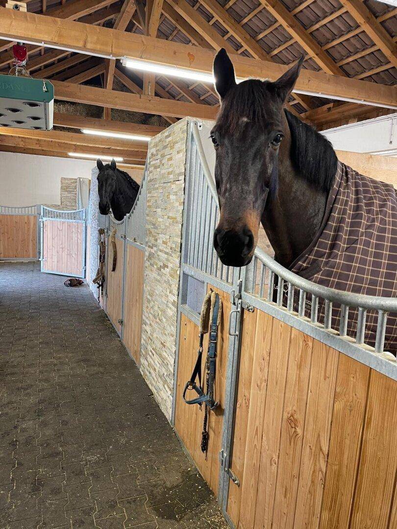 Zwei Pferde in modernen Stallboxen mit Holzwänden und dekorativer Steinverkleidung.