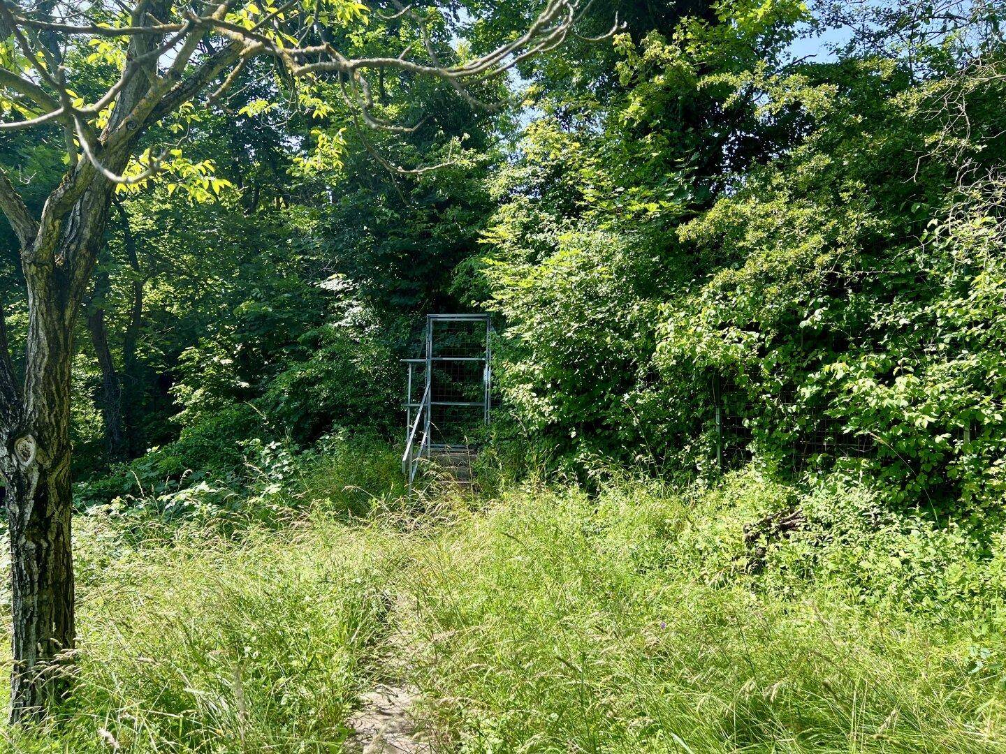 Grüner, bewachsener Weg führt zu einem Metalltor, umgeben von dichter Vegetation.