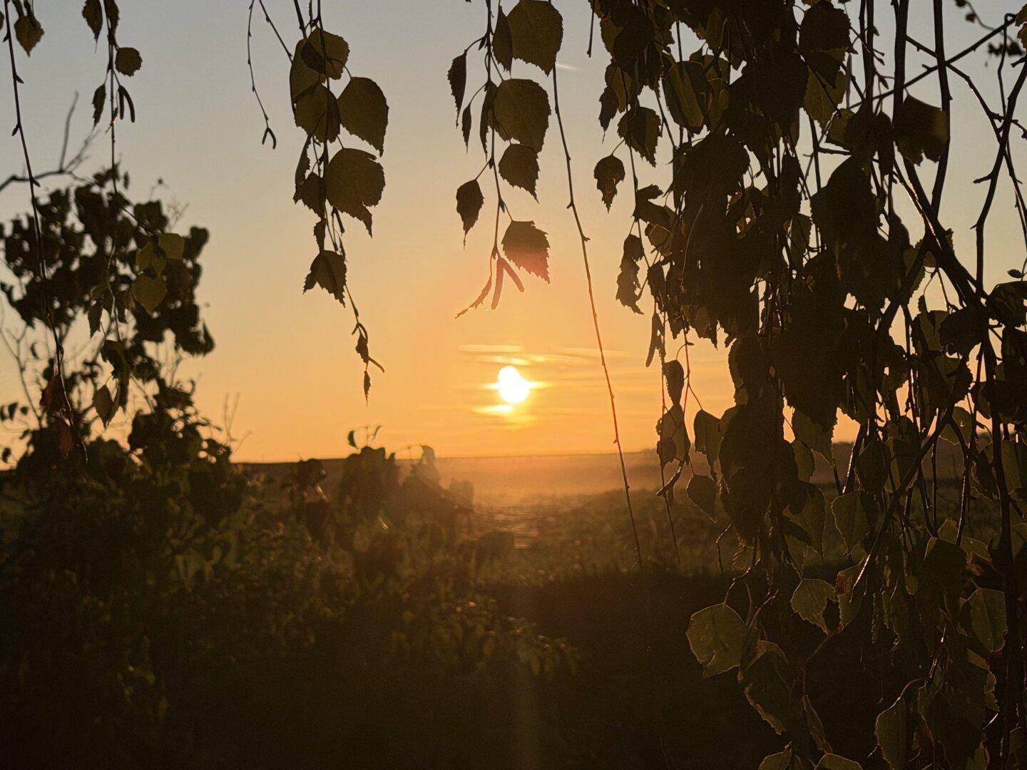 Malerischer Sonnenuntergang über einer ländlichen Landschaft, durch Blätter gefiltert.