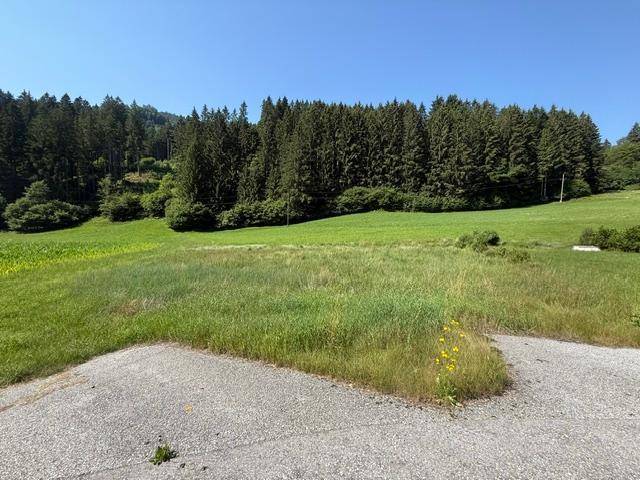 Sonnige Landschaft mit weiten grünen Feldern und einem dichten Wald im Hintergrund.