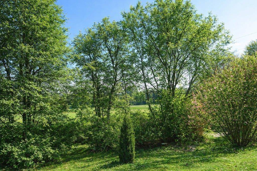 Üppige grüne Landschaft mit Bäumen und Wiesen unter blauem Himmel.