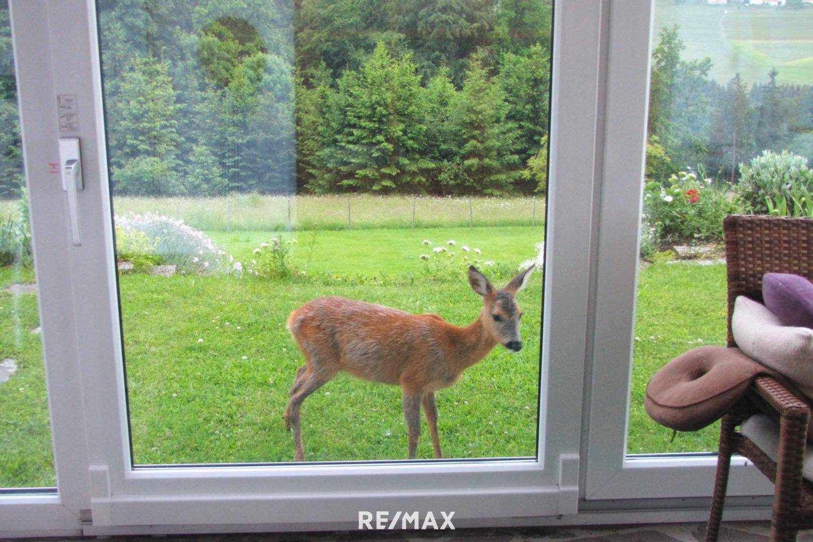 Regelmäßiger Besucher