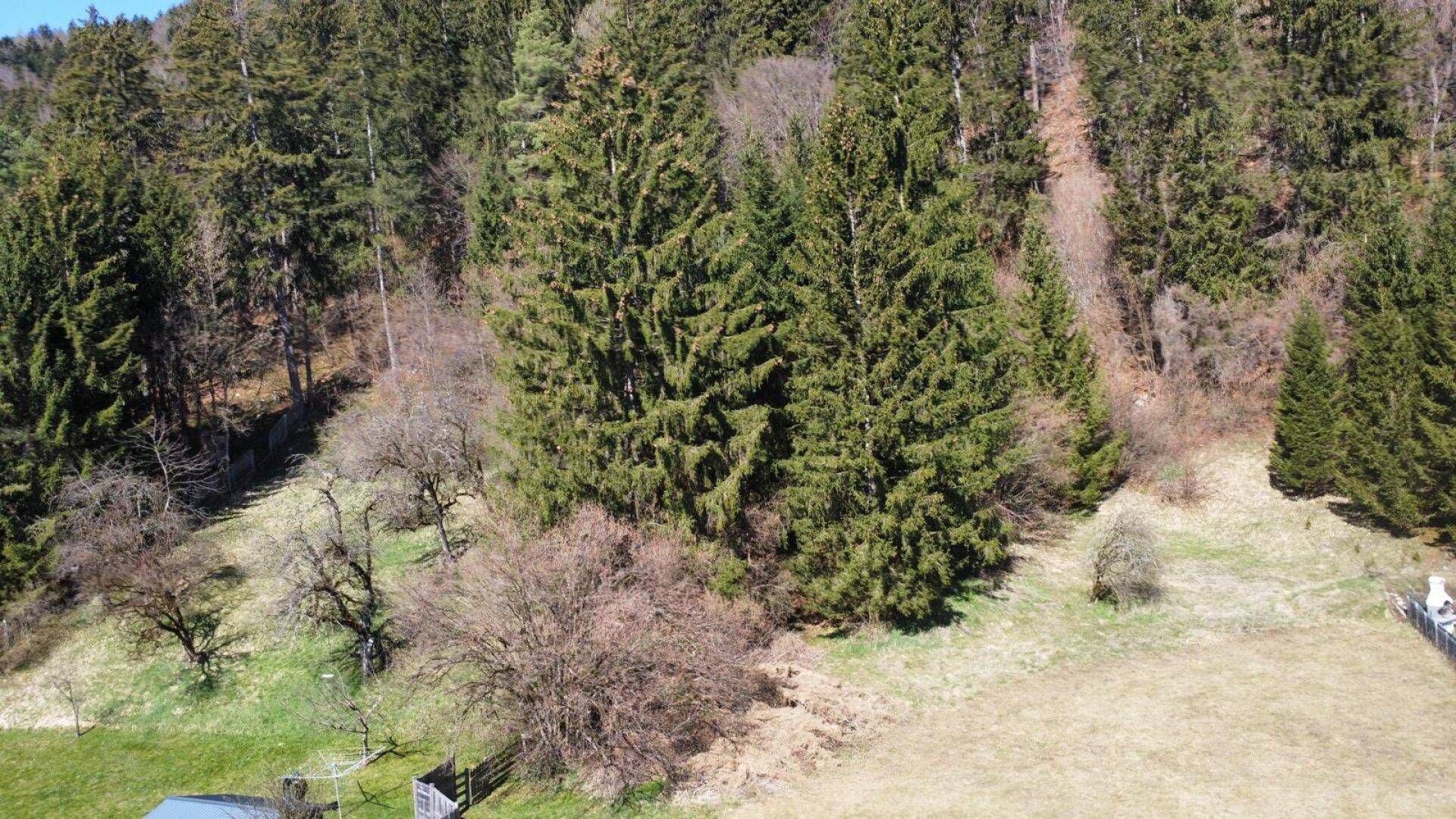 Dichter Nadelwald am Hang mit trockenen Gräsern und einigen Laubbäumen im Vordergrund.
