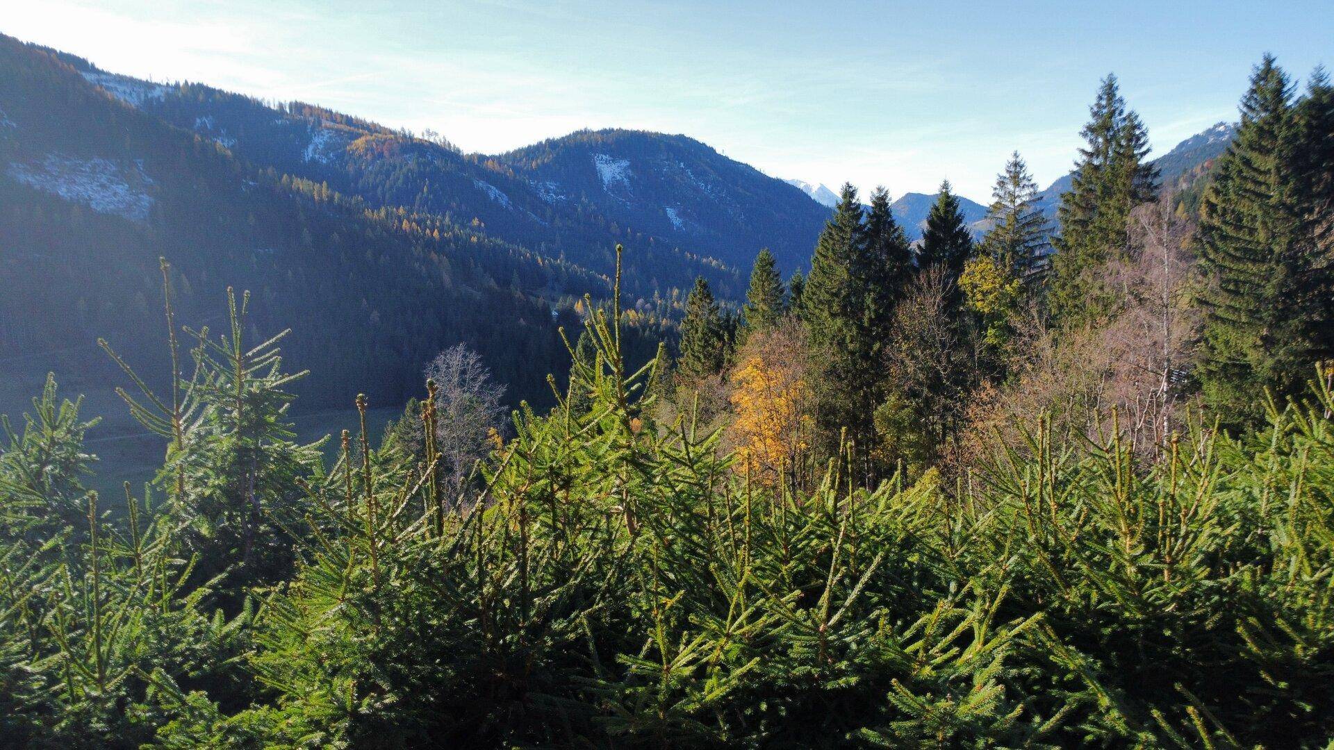 Nahaufnahme von Nadelbäumen mit Berglandschaft im Hintergrund unter blauem Himmel.