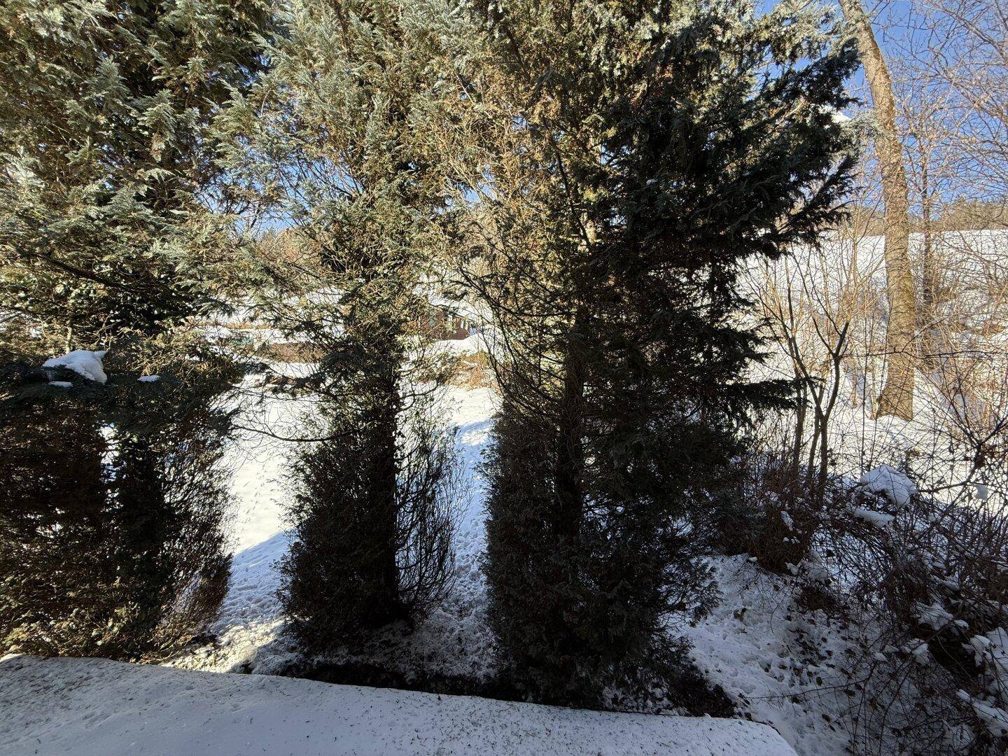 Nahaufnahme von schneebedeckten Nadelbäumen mit Blick auf die winterliche Hügellandschaft.