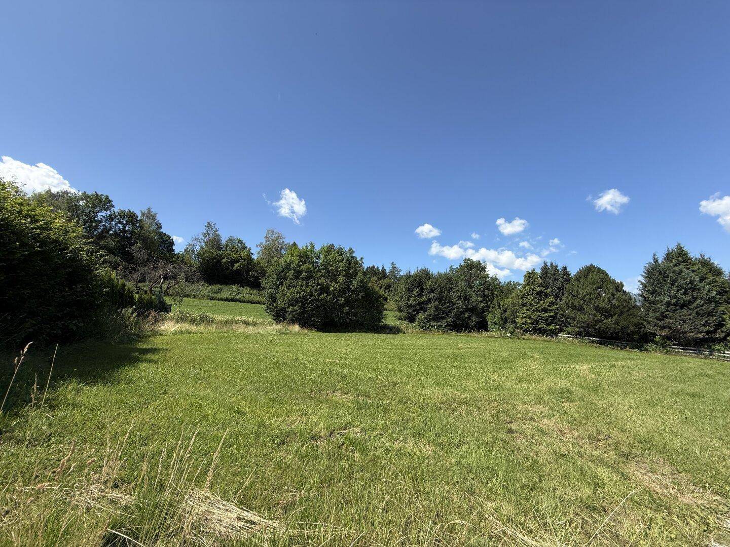 Weitläufige grüne Wiese unter strahlend blauem Himmel mit Bäumen im Hintergrund, ideal für Naturliebhaber.