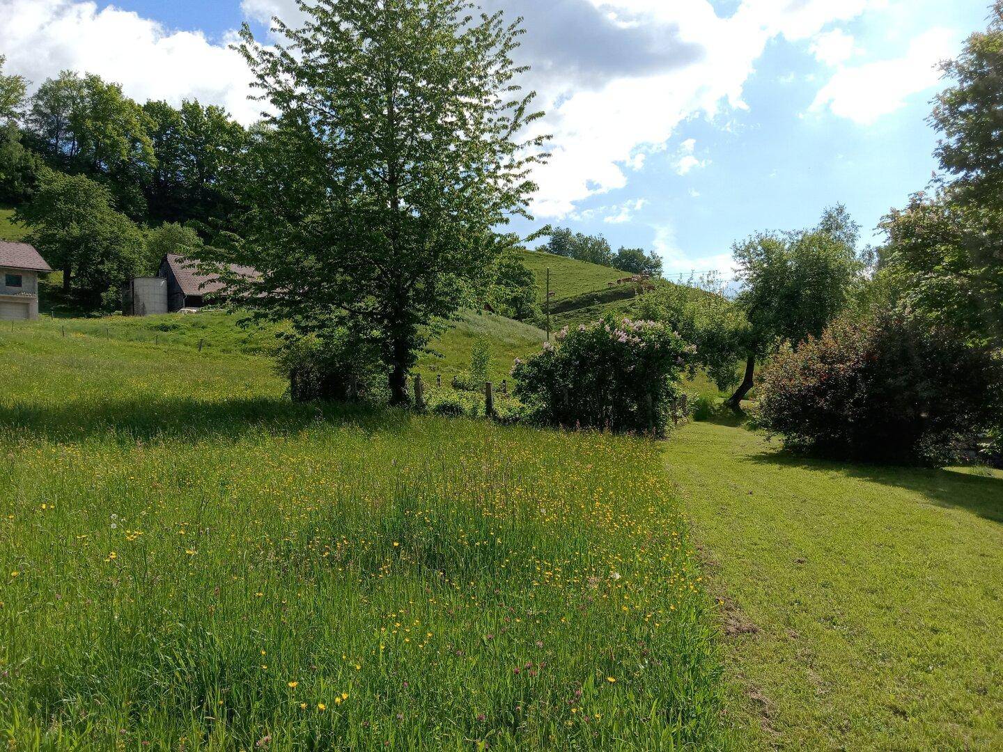 Weite, blühende Wiesen erstrecken sich unter einem blauen Himmel mit Blick auf entfernte Häuser.