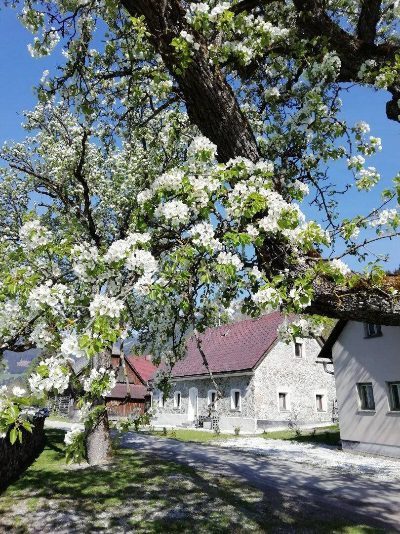 Blühender Baum im Frühling mit weißer Blütenpracht, im Hintergrund sind die Häuser zu sehen.