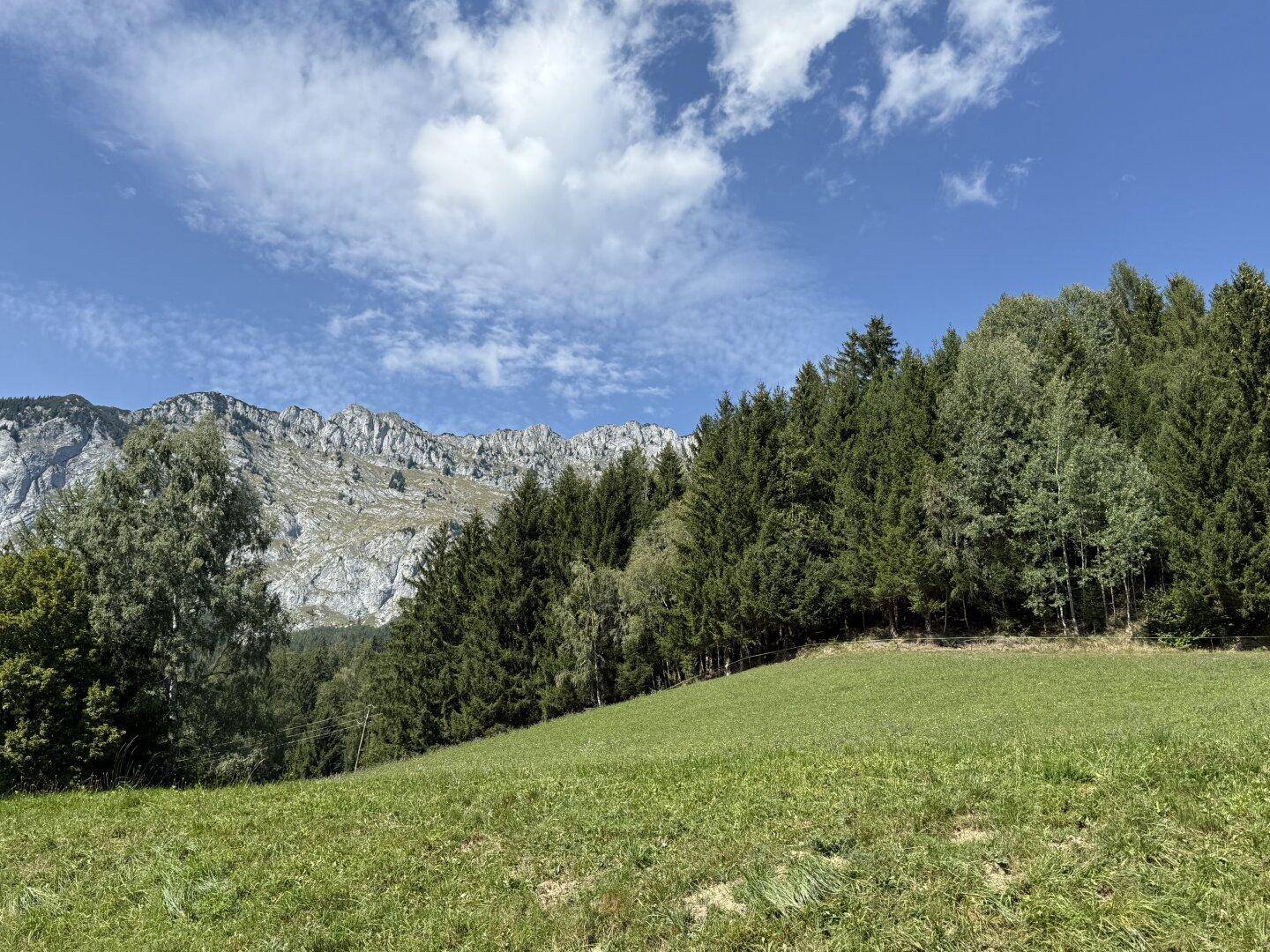Grüne Wiese vor einem dichten Wald und imposanten Felsbergen unter einem strahlend blauen Himmel.