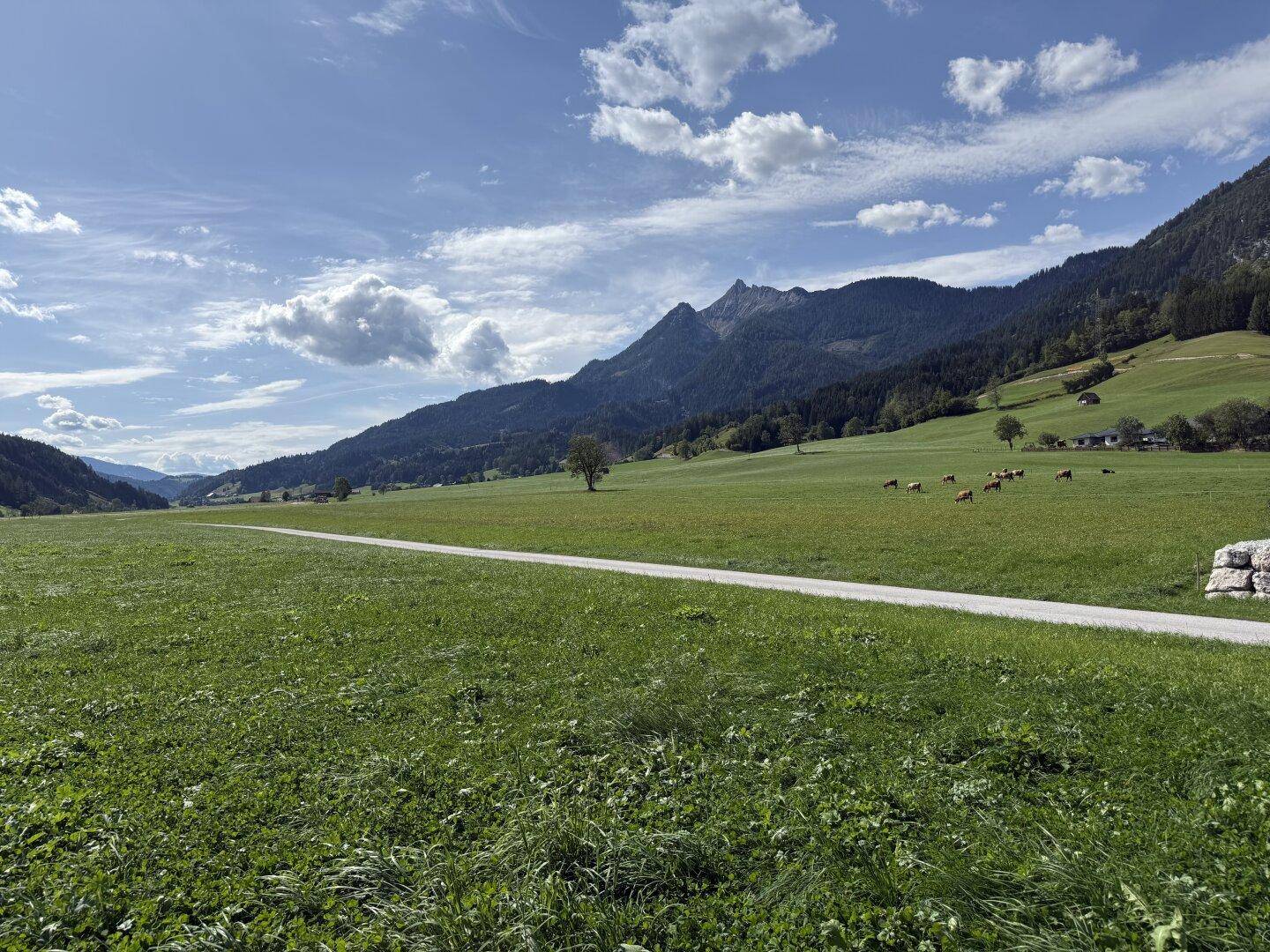 Weite grüne Wiesen in einem Tal mit sanften Hügeln und Bergen im Hintergrund, einige Kühe weiden.