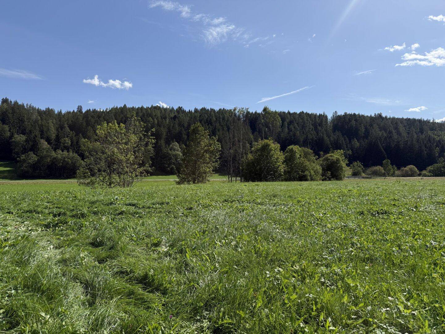 Sonnige grüne Wiese mit dichtem Wald im Hintergrund unter blauem Himmel.