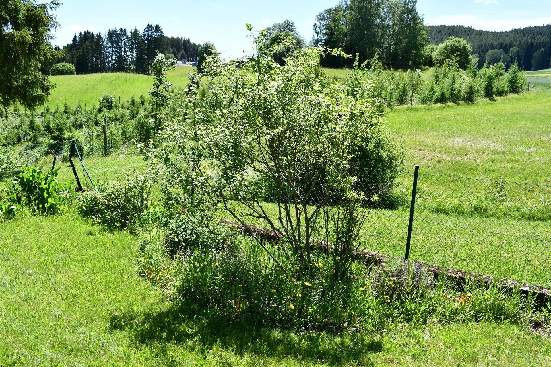 Ein blühender Strauch in einem grünen Gartenbereich mit einem einfachen Zaun.
