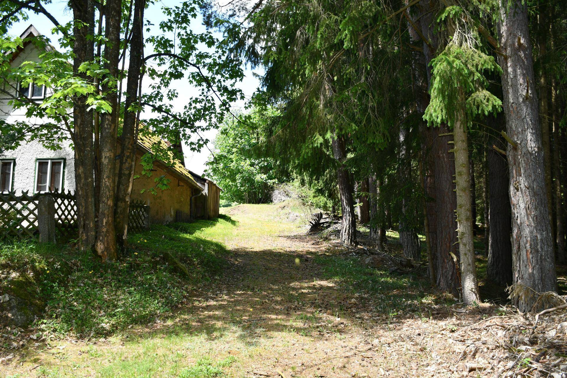 Waldweg führt zu einem ländlichen Haus, umgeben von hohen Bäumen und grüner Vegetation.