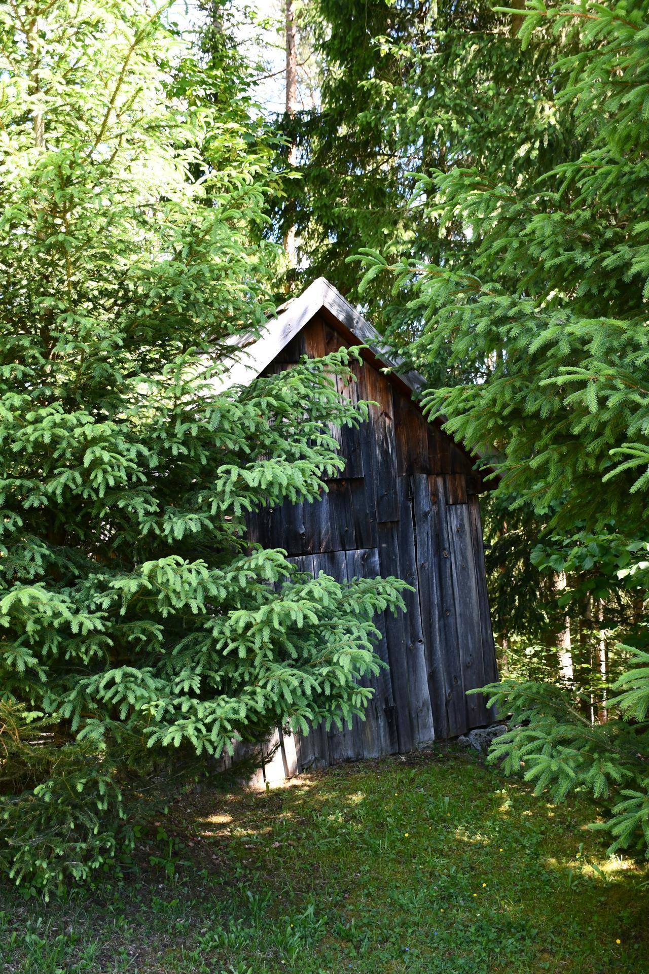 Rustikaler Holzschuppen, umgeben von dichten Bäumen und grüner Vegetation.