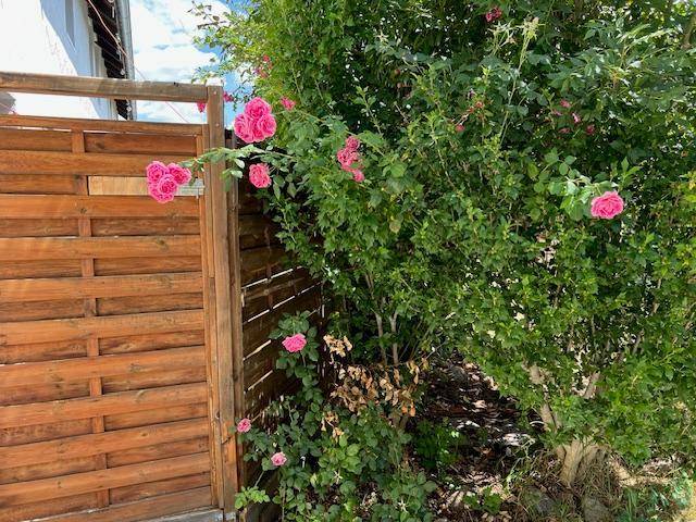 Blühender Rosenstrauch mit pinken Blüten neben einem Holzzaun im Garten.