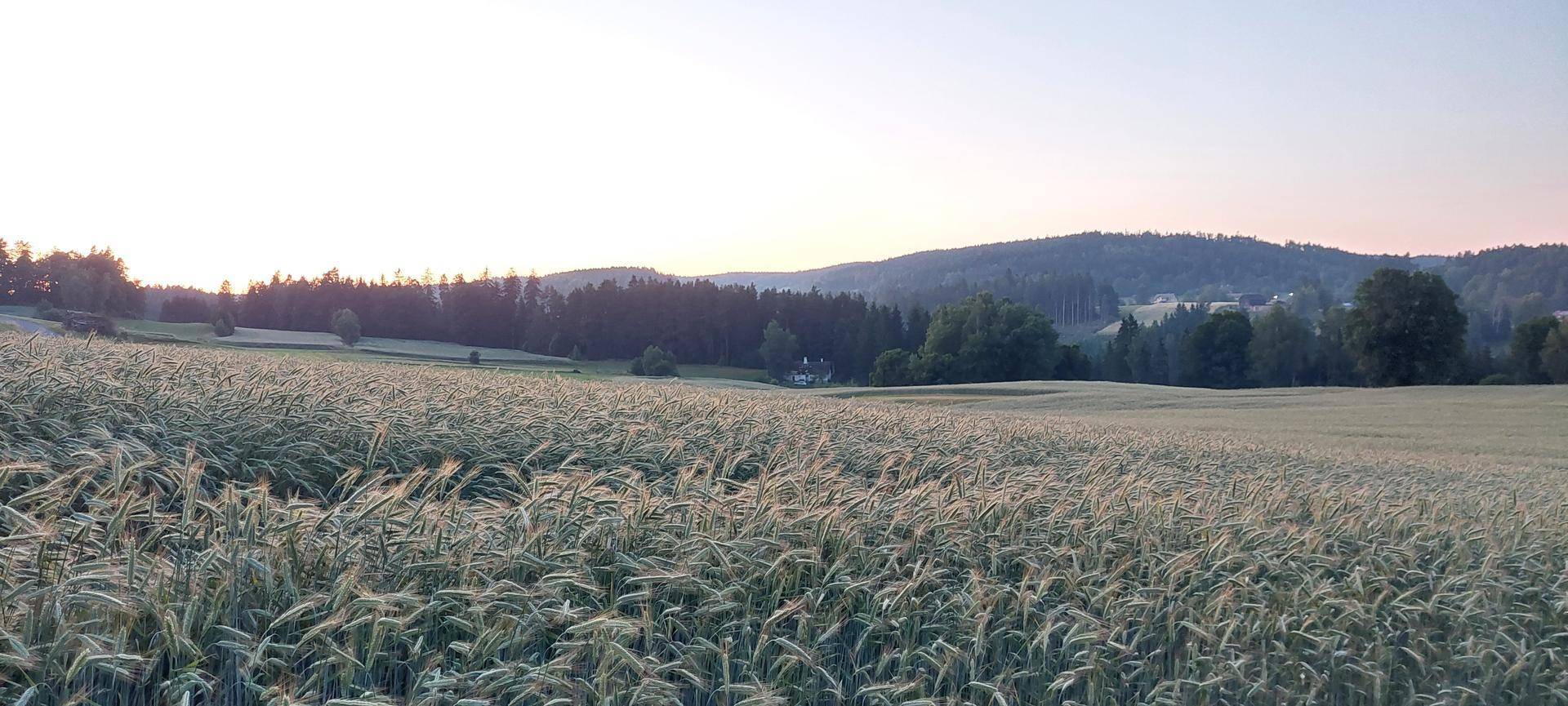Weitläufiges Feld mit reifendem Getreide und bewaldeten Hügeln im Hintergrund bei Sonnenuntergang.