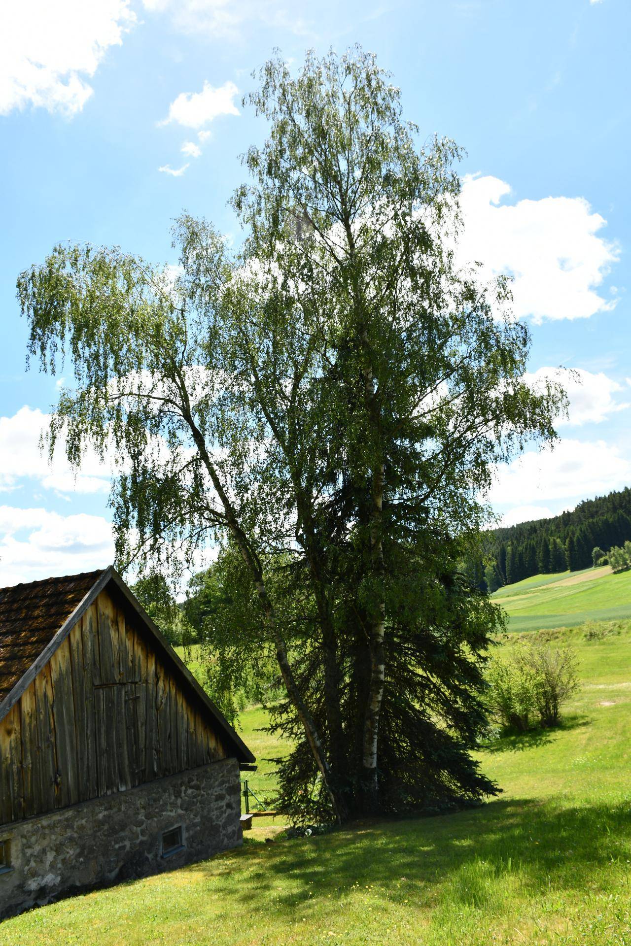 Großer Laubbaum neben einem ländlichen Gebäude, umgeben von grünen Wiesen.