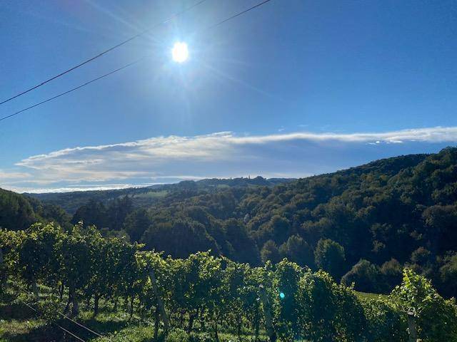 Panoramablick über eine hügelige Landschaft mit Weinbergen und Wäldern unter strahlendem Himmel.