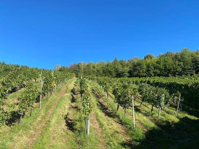 Weitläufige Weinberge unter blauem Himmel, die sich über sanfte Hügel erstrecken.