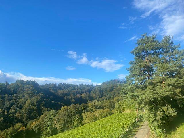 Weitläufige Landschaft mit grünen Weinbergen und dichten Wäldern unter strahlend blauem Himmel.